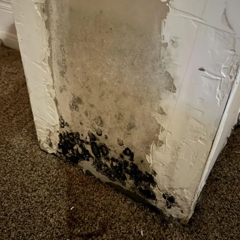 Professional Mold Removal in Grundy, VA